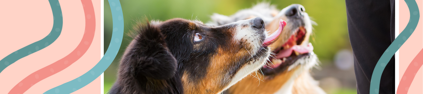 Jerky Treats