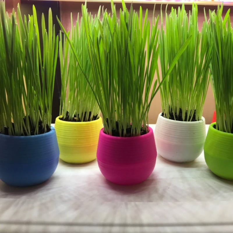 Cat Grass Garden - Assorted Colors