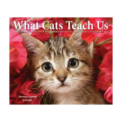 What Cats Teach Us 2025 Box Calendar