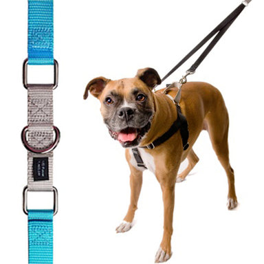 2 Hounds Turquoise Freedom No-Pull Harness