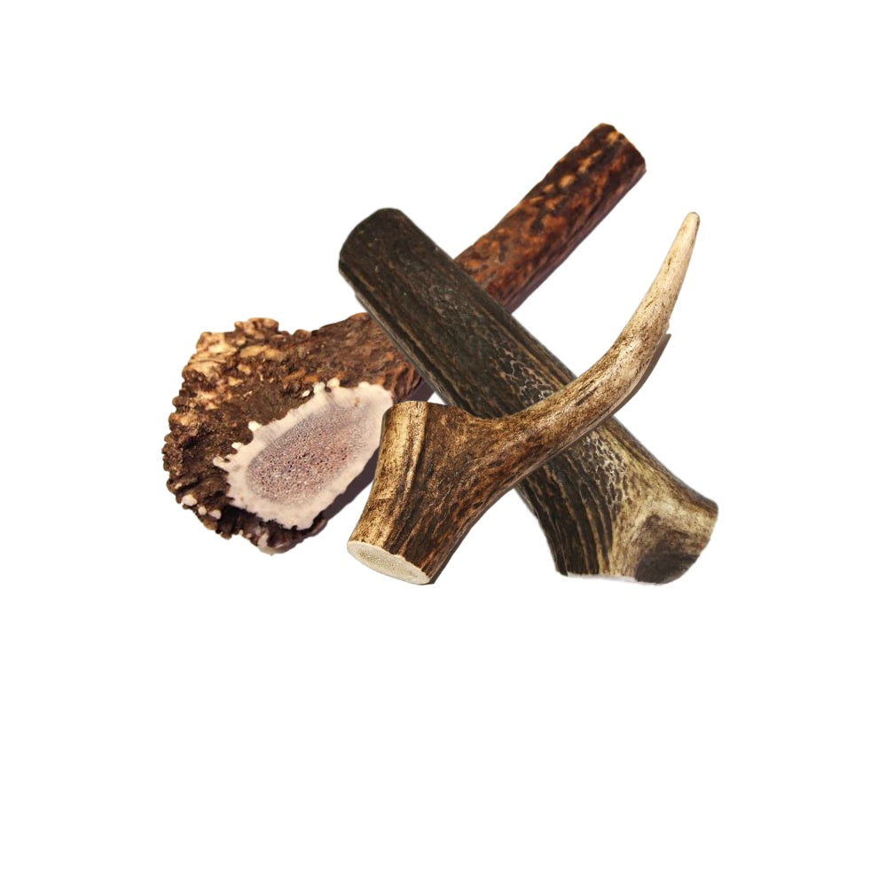 Royal Brown Deer Whole Antler