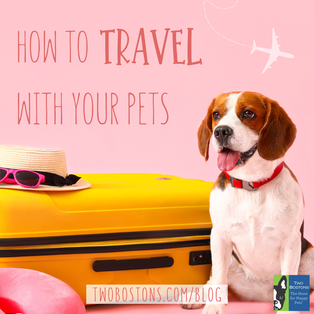 How to Travel with Your Pets