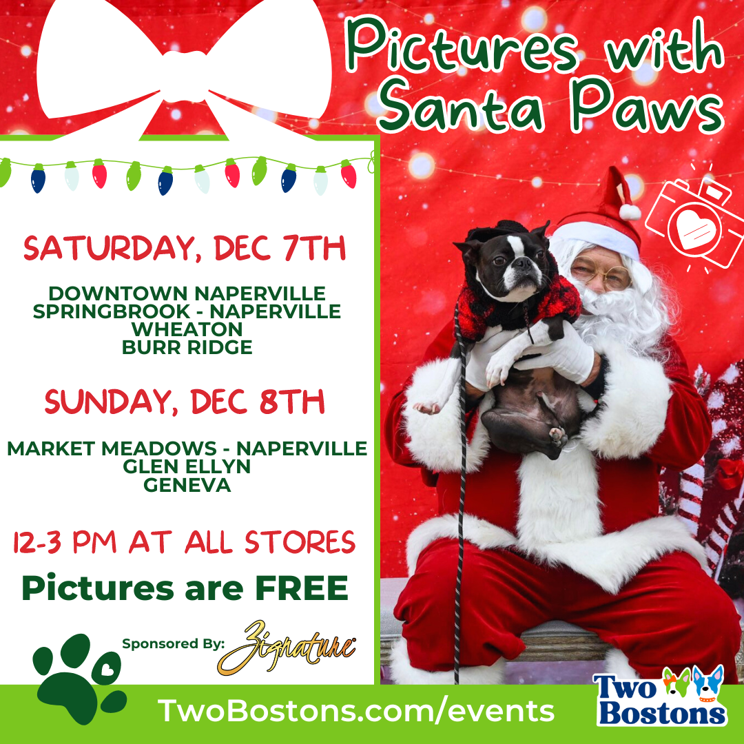 Pictures with Santa Paws