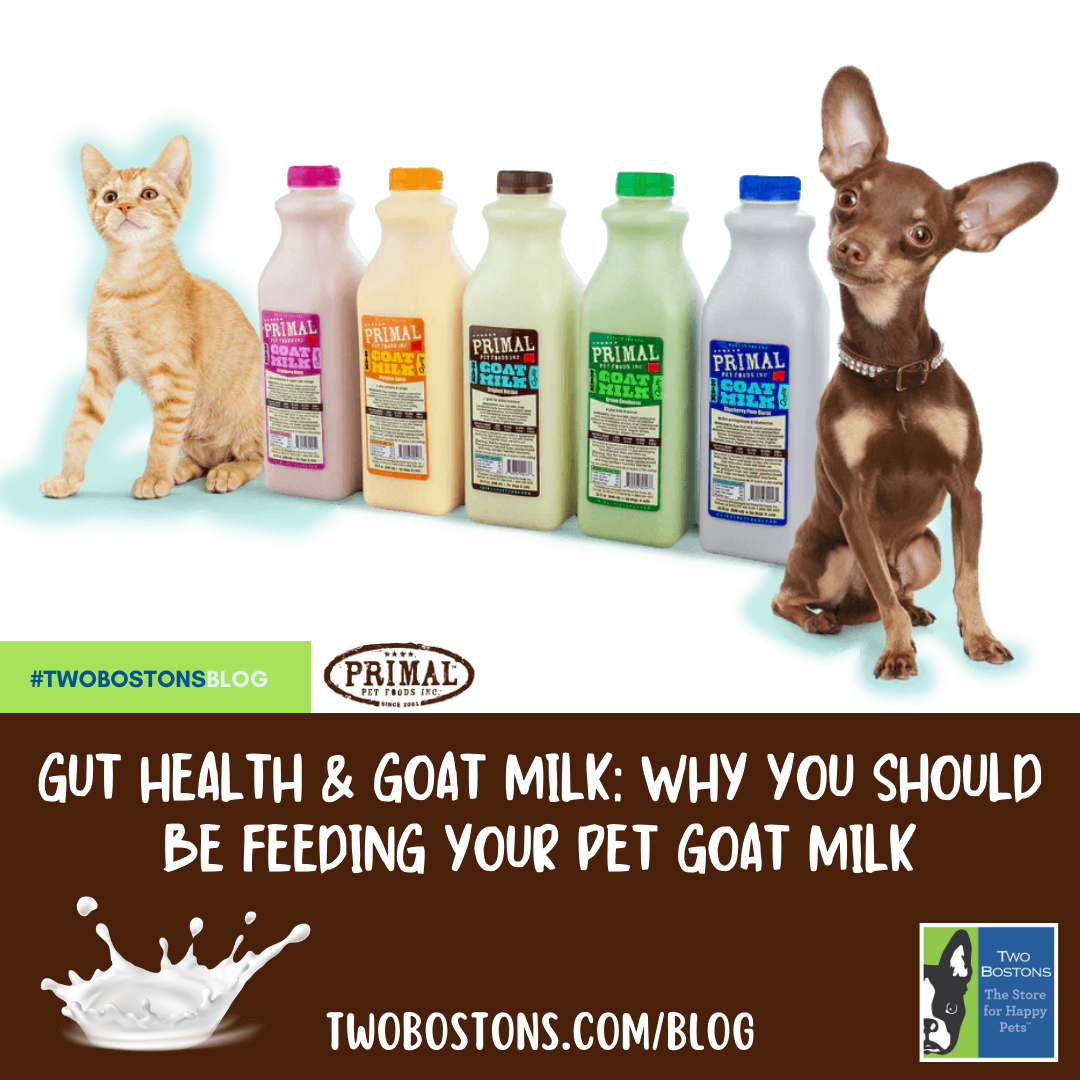 Gut Health And Goat Milk- Why You Should Be Feeding Your Pet Goat Milk