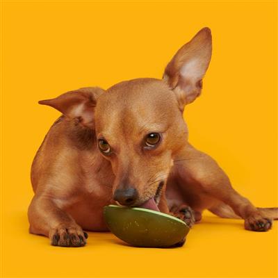 Avocadoggo Super Chewer Dog Toy